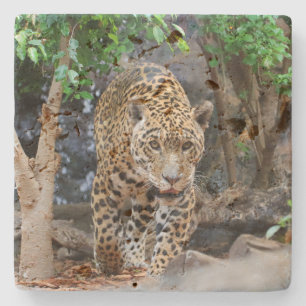 Jaguar20150501 Stone Coaster