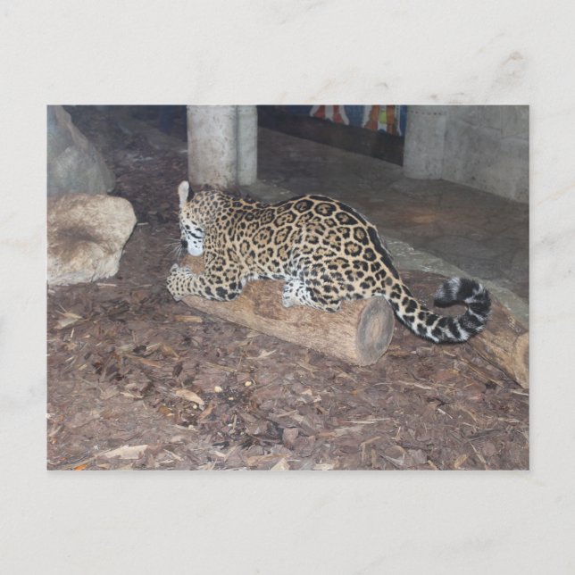 Jaguar # 25 postcard (Front)