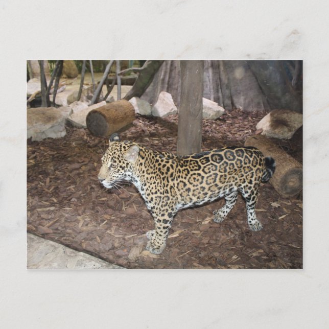 Jaguar # 3 postcard (Front)