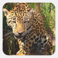 Jaguar Adolescent Sticker
