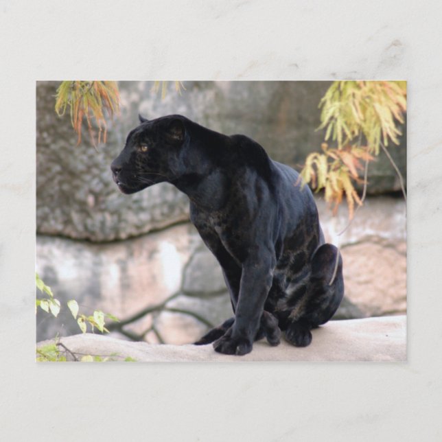Jaguar black4x6 postcard (Front)