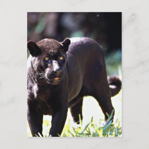 Jaguar, black-phase (Panthera onca) Postcard