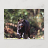 Jaguar, black-phase (Panthera onca)