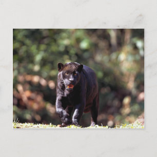 Jaguar, black-phase (Panthera onca) Postcard