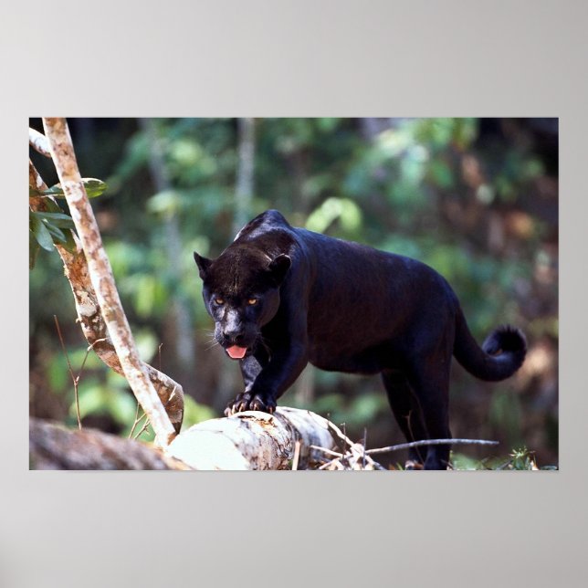 Jaguar, black-phase (Panthera onca) Poster (Front)