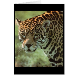 jaguar card