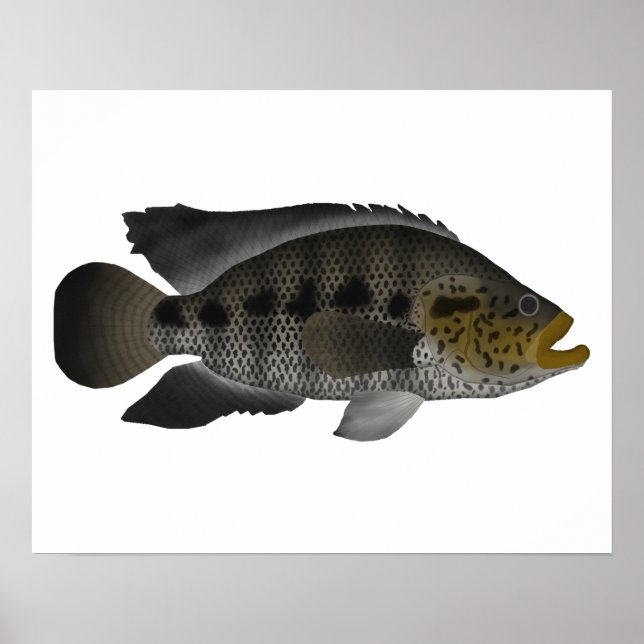 Jaguar Cichlid Poster (Front)