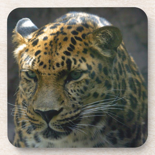 Jaguar Coaster (Front)