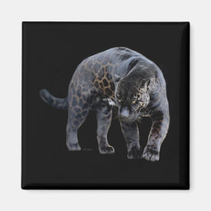 Jaguar Diablo black square magnet