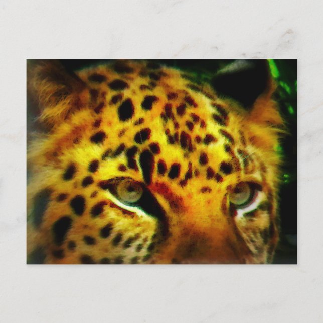 Jaguar Eyes Postcard (Front)