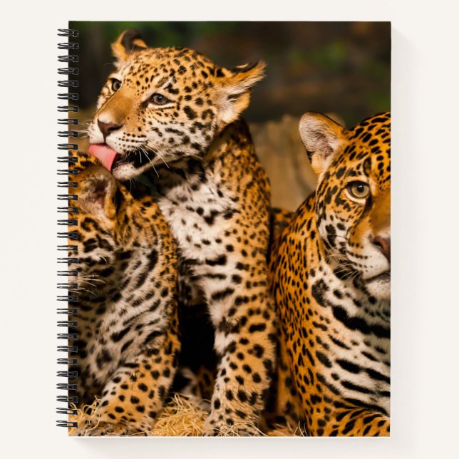 Jaguar family Spiral Notebook (Front)
