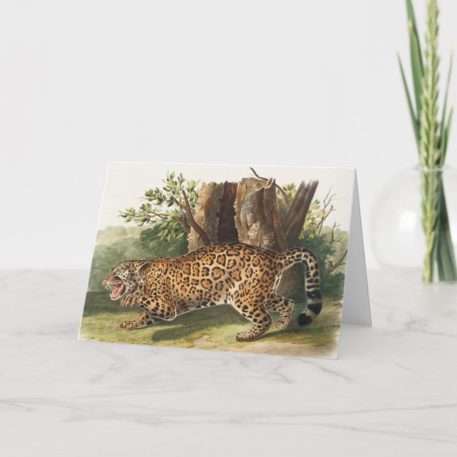 Jaguar (Felis onca) Illustration Card (Front)