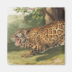 Jaguar (Felis onca) Illustration Magnet