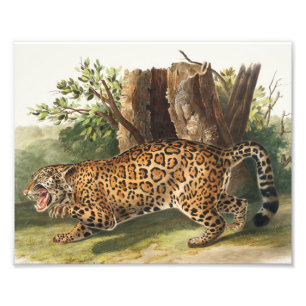 Jaguar (Felis onca) Illustration Photo Print