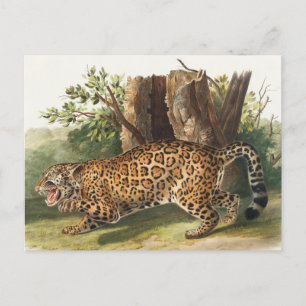 Jaguar (Felis onca) Illustration Postcard