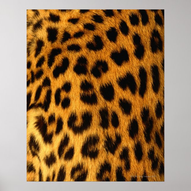 Jaguar Fur Poster (Front)