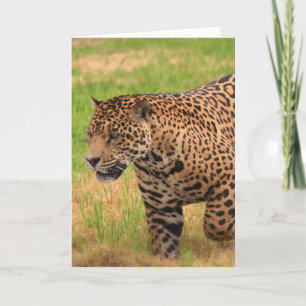 Jaguar Greeting Card