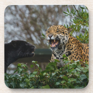 Jaguar Growl Coaster