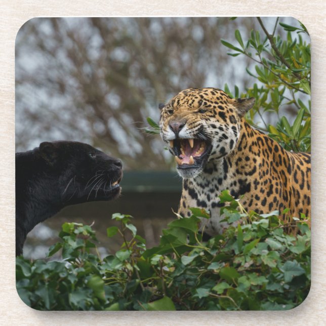 Jaguar Growl Coaster (Front)