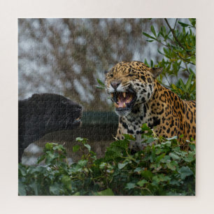Jaguar Growl Jigsaw Puzzle