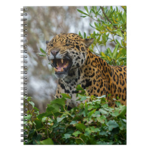 Jaguar Growl Notebook