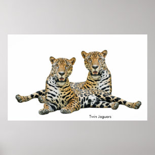 Jaguar image for Poster