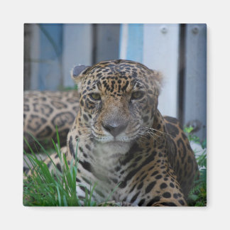 Jaguar Magnet