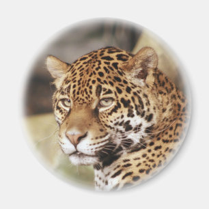 Jaguar Magnet