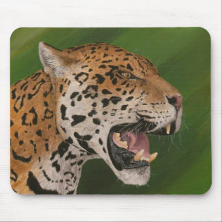 Jaguar Mouse Mat