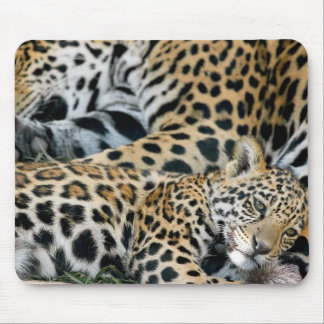 jaguar-mum-and-baby mouse mat