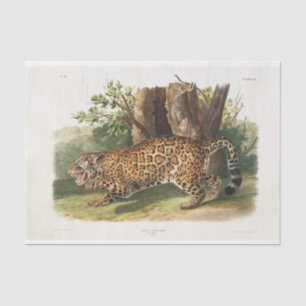Jaguar of North America (1845) Decoupage Tissue Paper