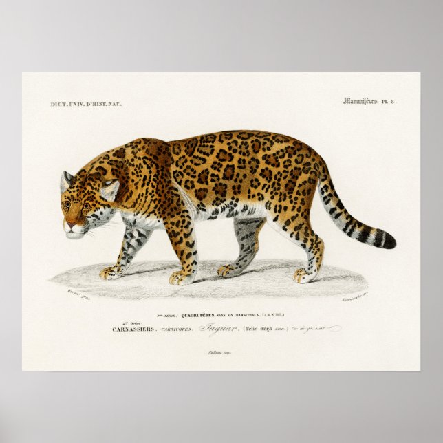 Jaguar Panthera Onca Charles D'Orbigny  Poster (Front)