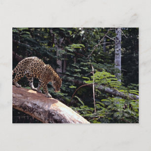 Jaguar (Panthera onca) in tree Postcard