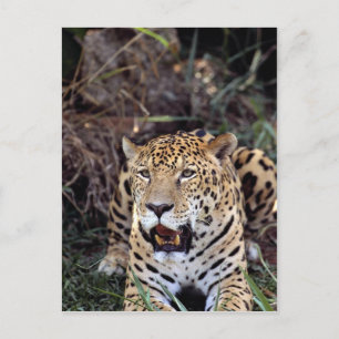 Jaguar (Panthera onca) Postcard