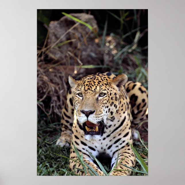 Jaguar (Panthera onca) Poster (Front)