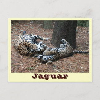 JAGUAR-PAW BACK-IMG_2914 -Shane-Carrie Postcard
