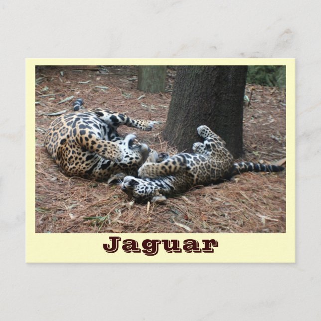 JAGUAR-PAW BACK-IMG_2914 -Shane-Carrie Postcard (Front)