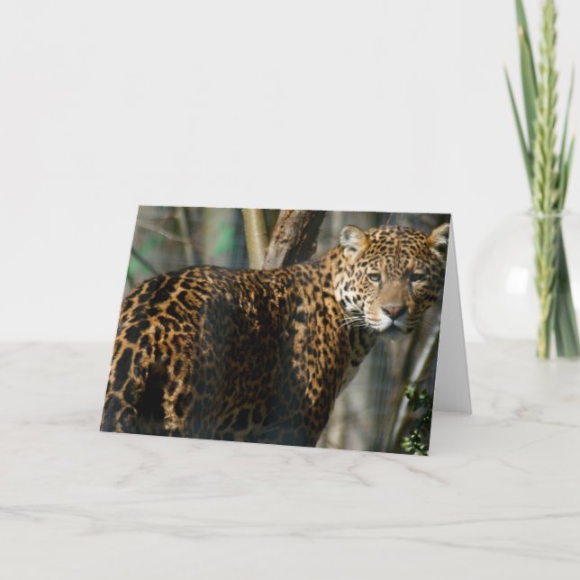 Jaguar Photo Greeting Card (Front)