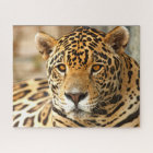 Jaguar Photo