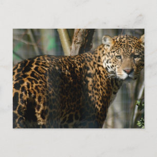 Jaguar Photo Postcard