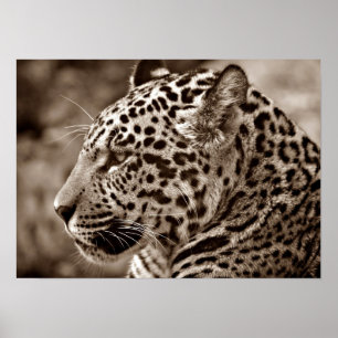 Jaguar Photo Poster