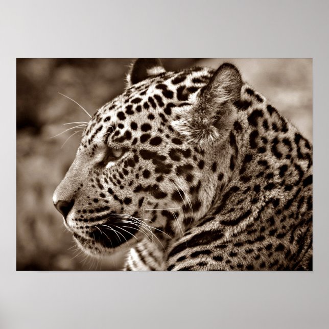 Jaguar Photo Poster (Front)