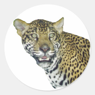 Jaguar Picture Classic Round Sticker