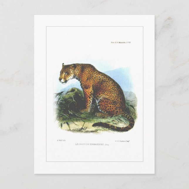 Jaguar Postcard (Front)