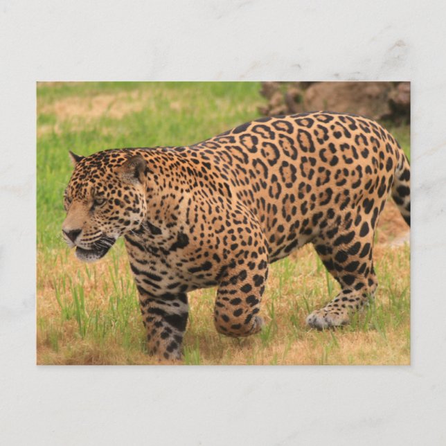 Jaguar Postcard (Front)
