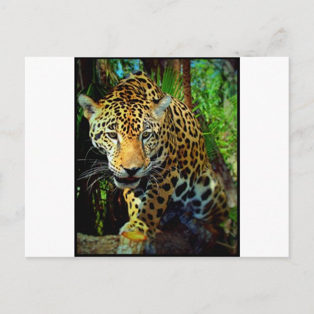 Jaguar Postcard (Front)