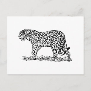 Jaguar Postcard