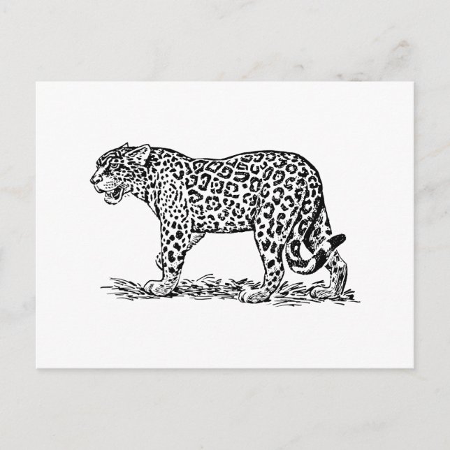 Jaguar Postcard (Front)