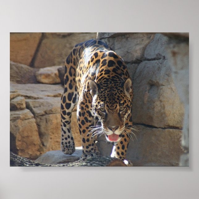 Jaguar Poster (Front)