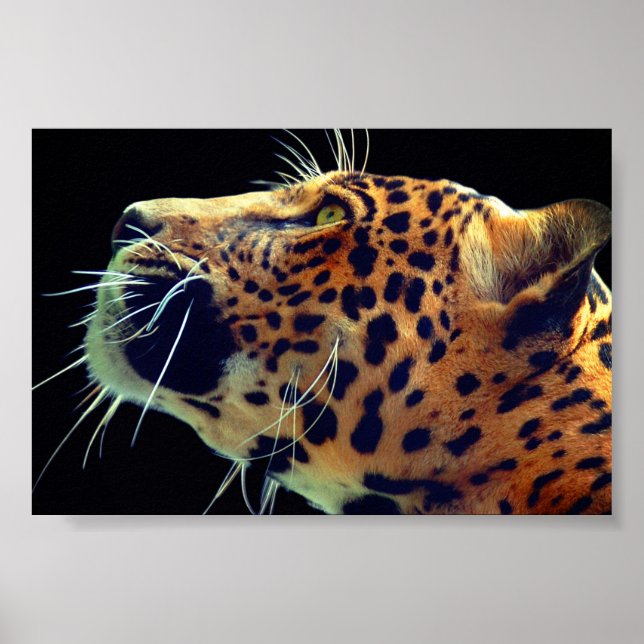 Jaguar Poster (Front)